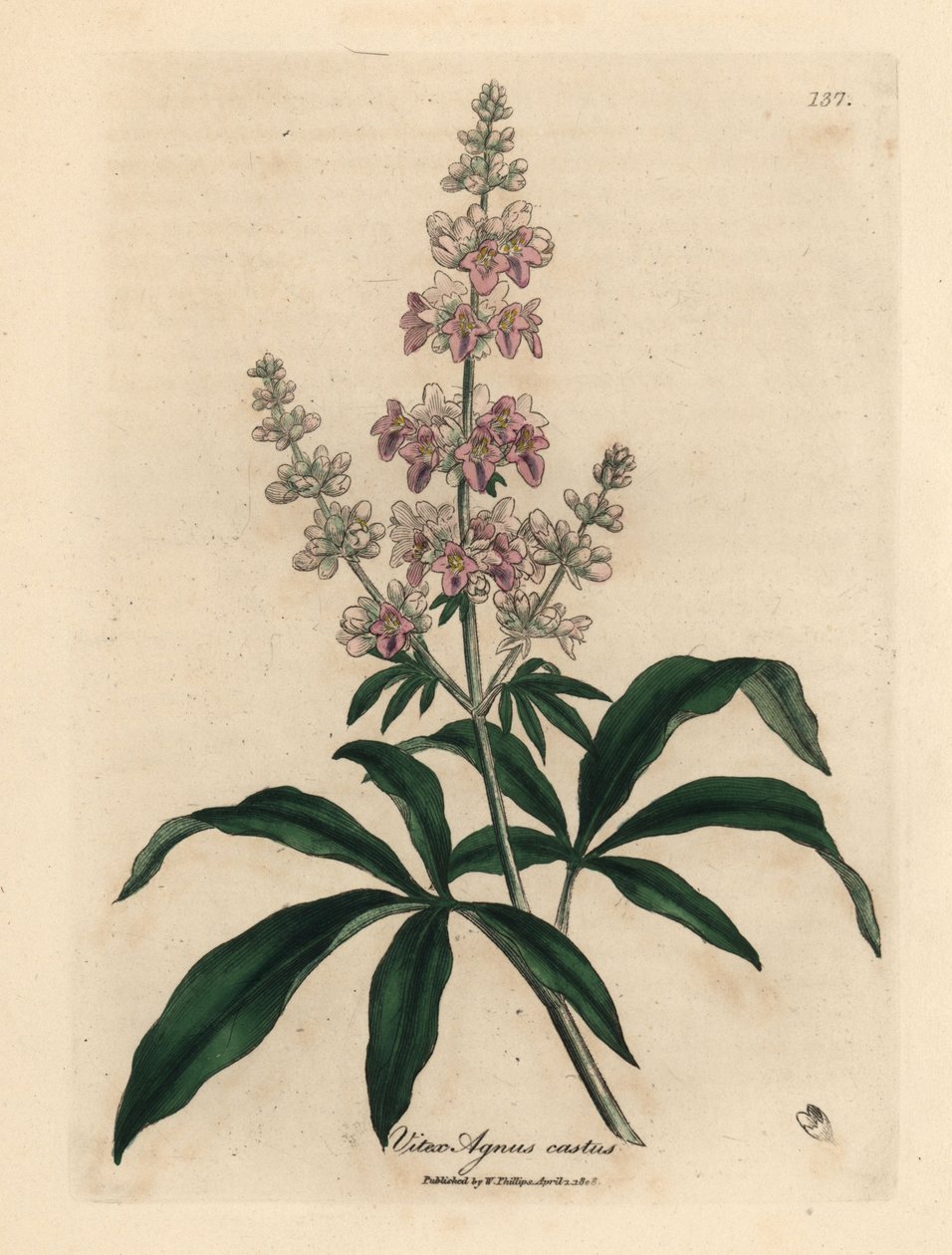 Pembe çiçekli iffetli ağaç, Vitex agnus castus by James Sowerby