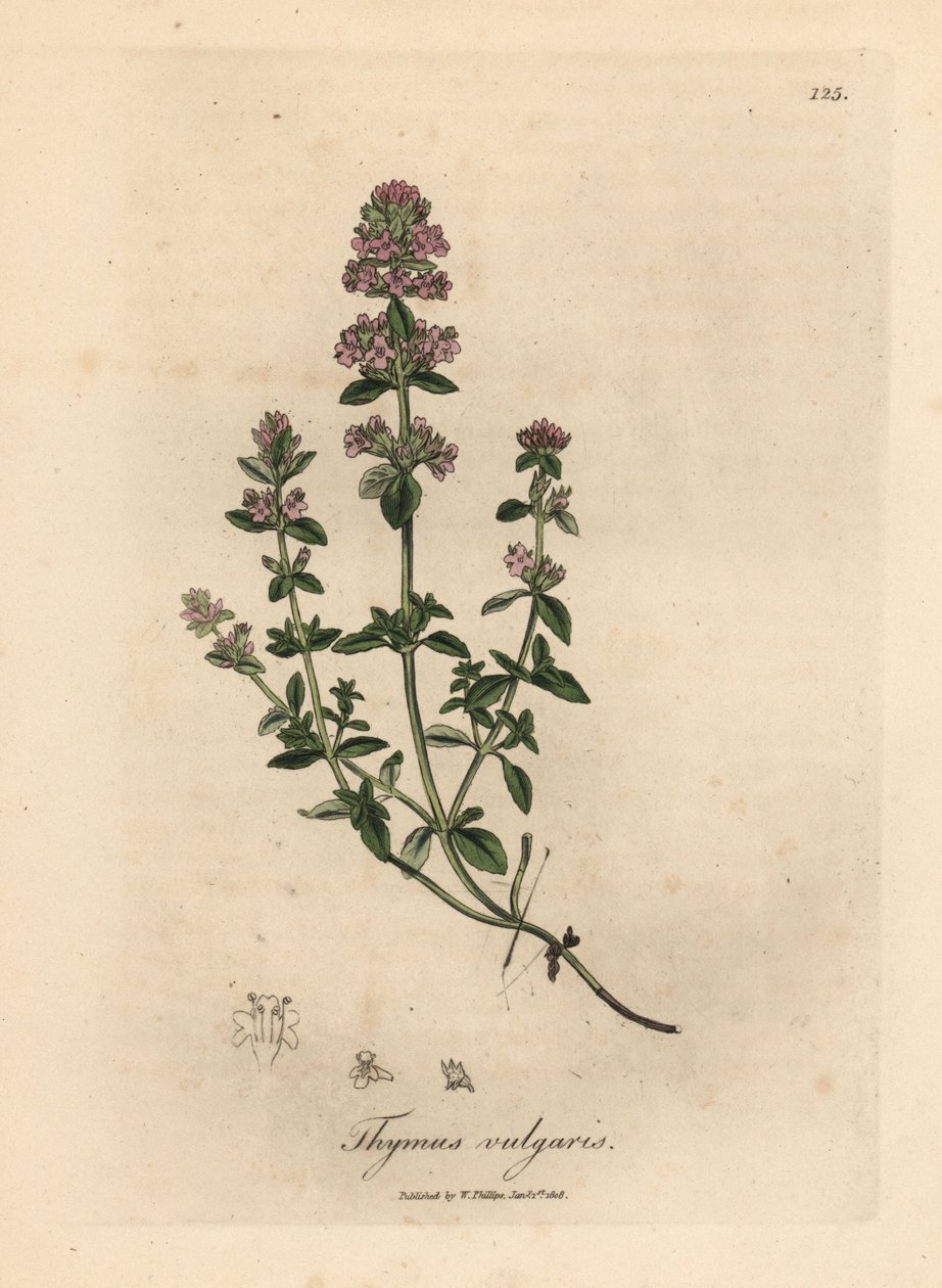 Pembe çiçekli bahçe kekiği, Thymus vulgaris by James Sowerby