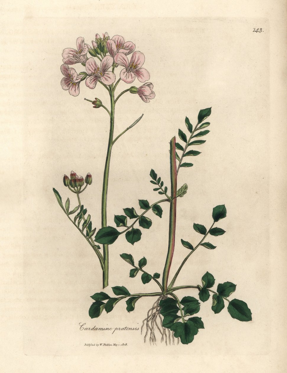 Pembe çiçekli bayan önlüğü veya guguk çiçeği, Cardamine pratensis by James Sowerby