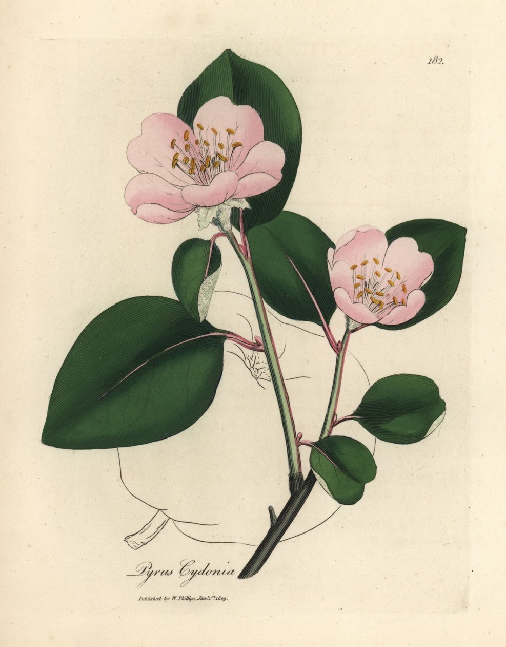 Pembe çiçekli ayva ağacı, Pyrus cydonia by James Sowerby
