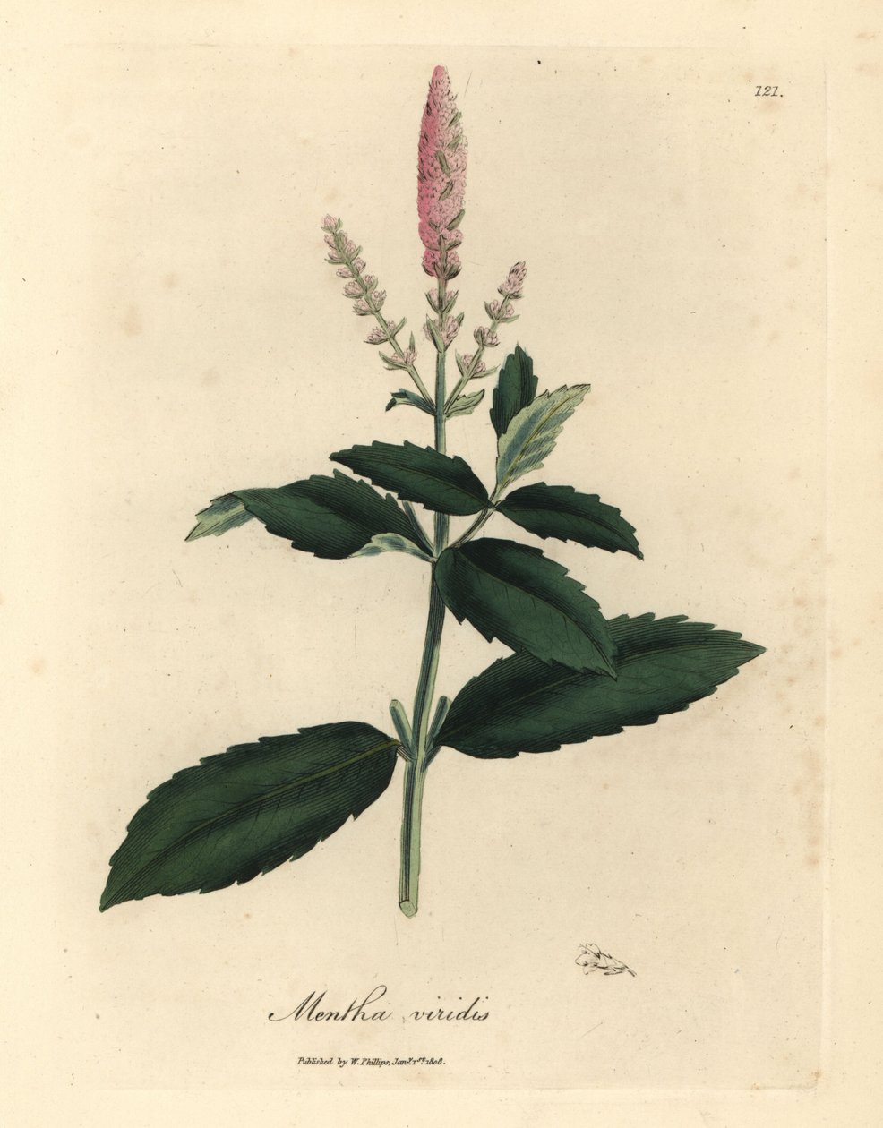 Pembe çiçekli nane, Mentha viridis by James Sowerby