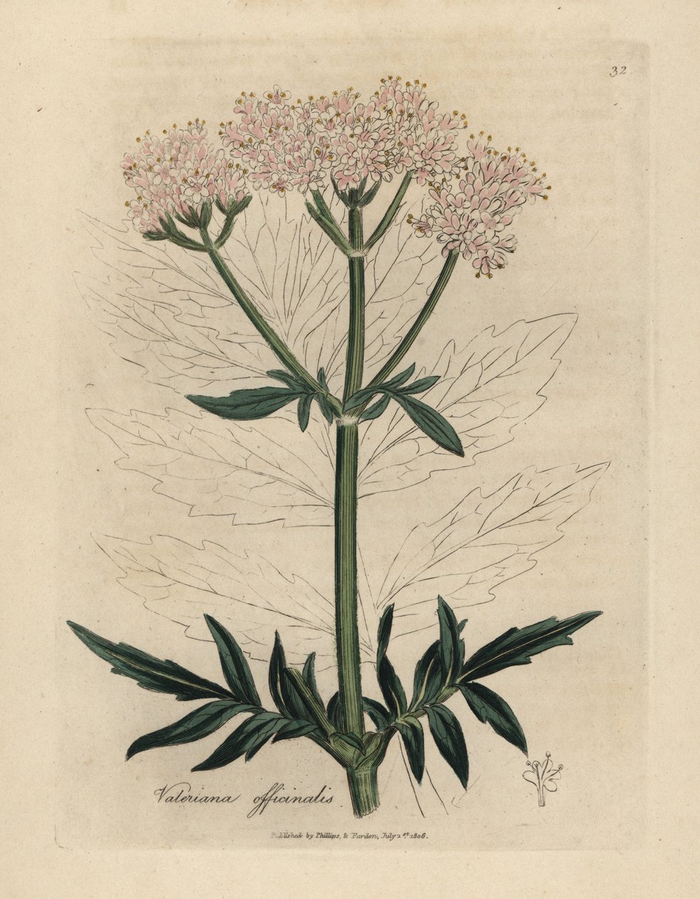 Pembe çiçekli kediotu, Valeriana officinalis by James Sowerby