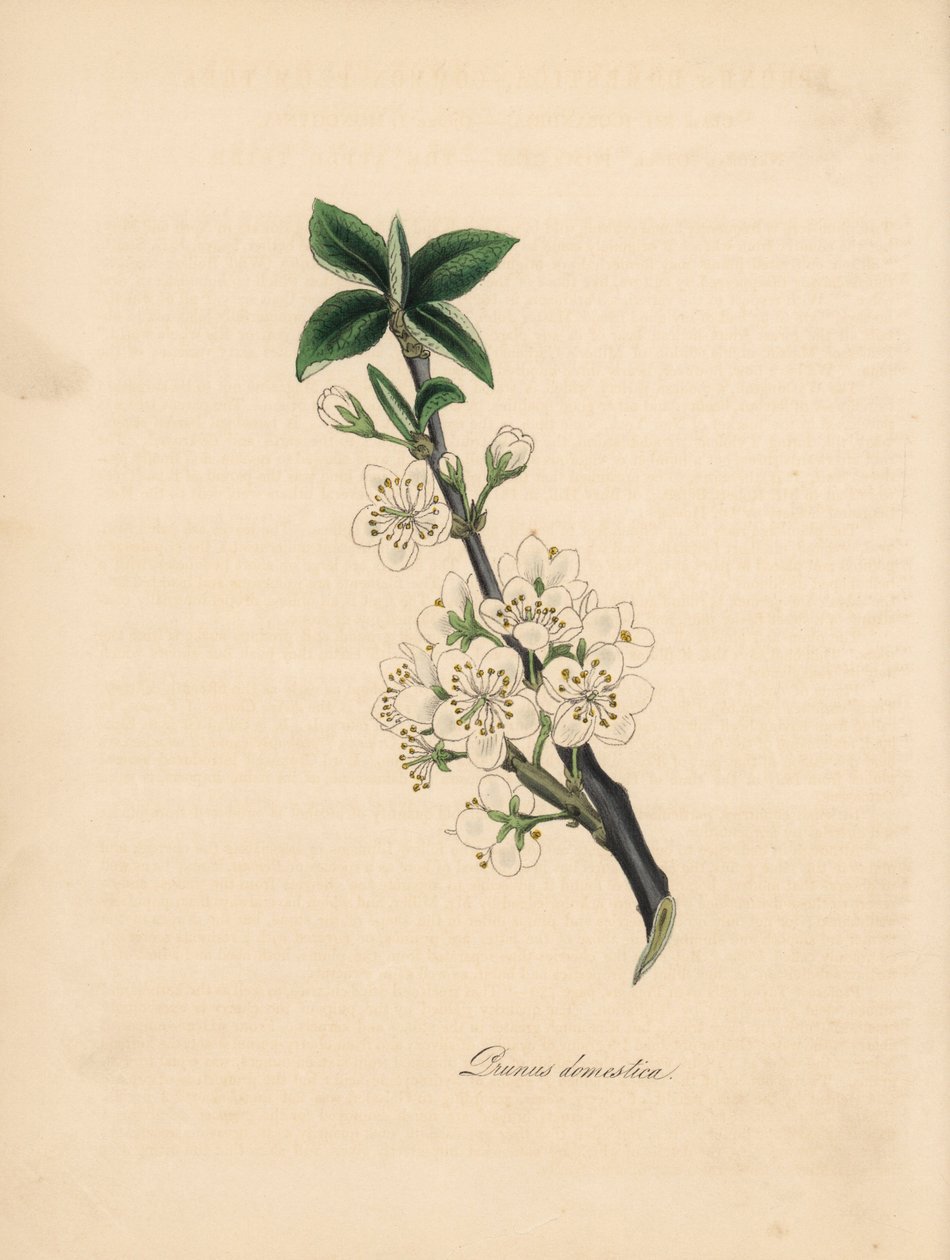 Erik ağacı - Yaygın erik ağacı, Prunus domestica. James Sowerby tarafından William Woodville'in “Medical Botany” adlı kitabından alınan bir çizimden alınmıştır. by James Sowerby