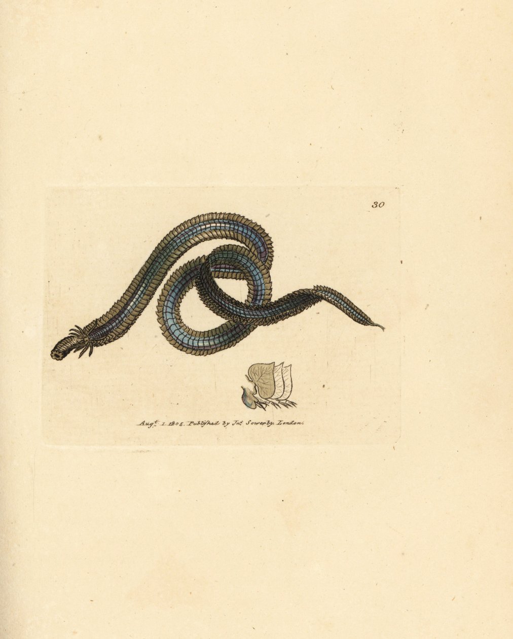 Çok halkalı solucan, Phyllodoce lamelligera (Nereis lamelligera). The British Miscellany'den James Sowerby tarafından elle boyanmış bakır levha gravürü veya yeni, nadir veya az bilinen hayvan konularının renkli figürleri. by James Sowerby