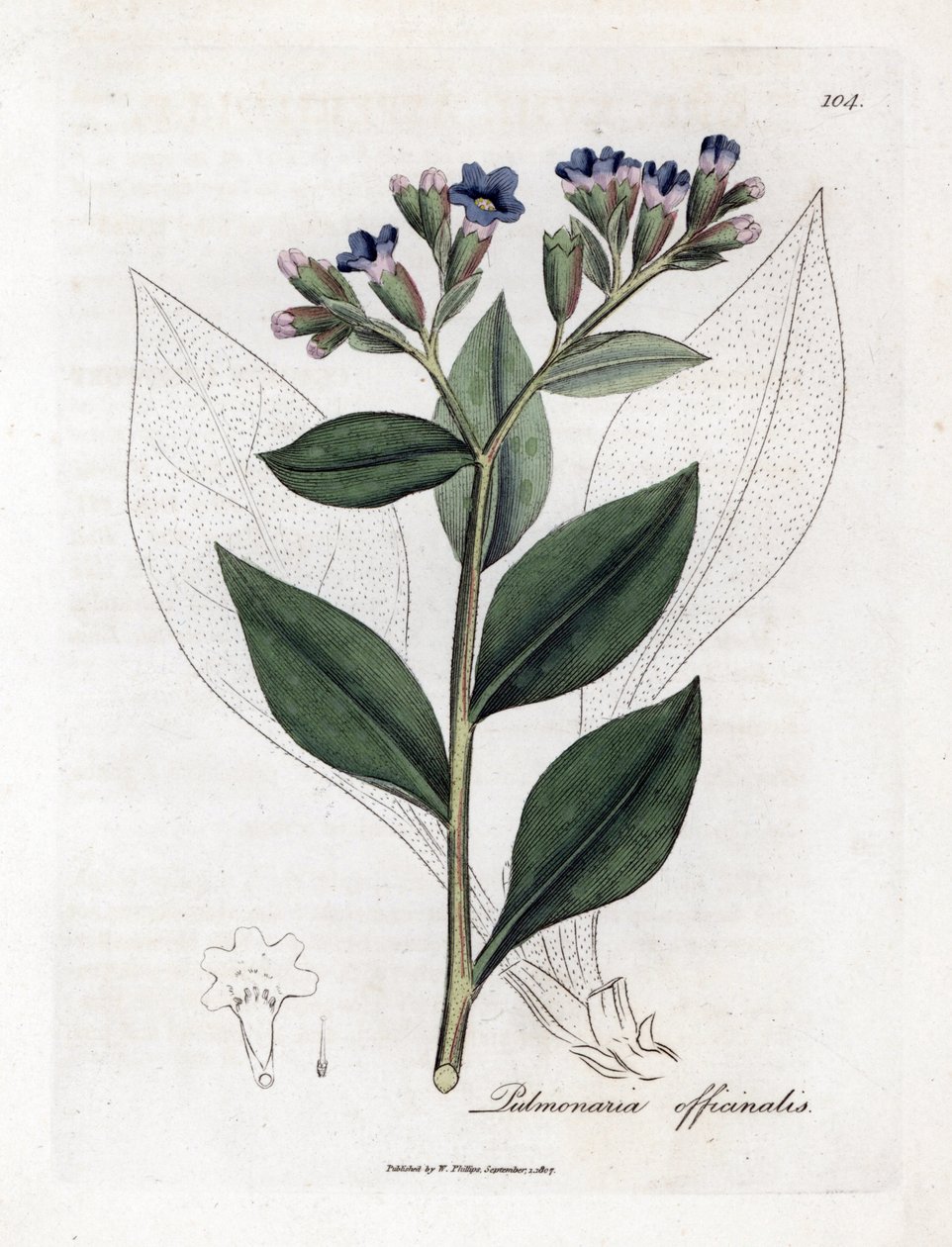 Pulmoner officinale - Lungwort, Pulmonia officinalis. William Woodville'den James Sowerby ve Sir William Jackson Hooker'ın “” Medical Botany,” John Bohn, Londra'dan yaptığı bir botanik illüstrasyondan elle boyanmış bakır levha gravürü by James Sowerby