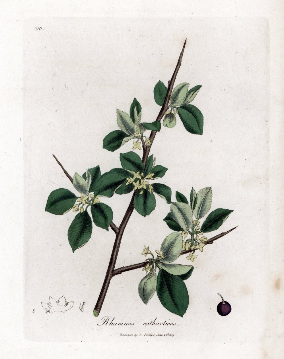 Müshil veya müshil cehri - Tahliye cehri, Rhamnus catharticus. William Woodville'den James Sowerby ve Sir William Jackson Hooker'ın "" Medical Botany"," John Bohn, Londra'dan yaptığı bir botanik illüstrasyondan elle boyanmış by James Sowerby