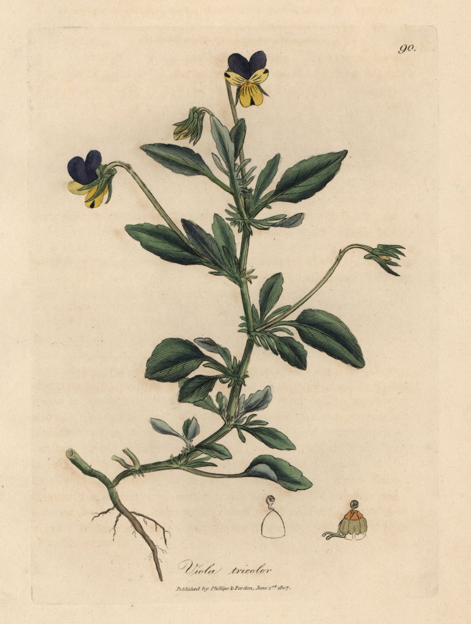 Mor ve sarı homo, Viola tricolor by James Sowerby