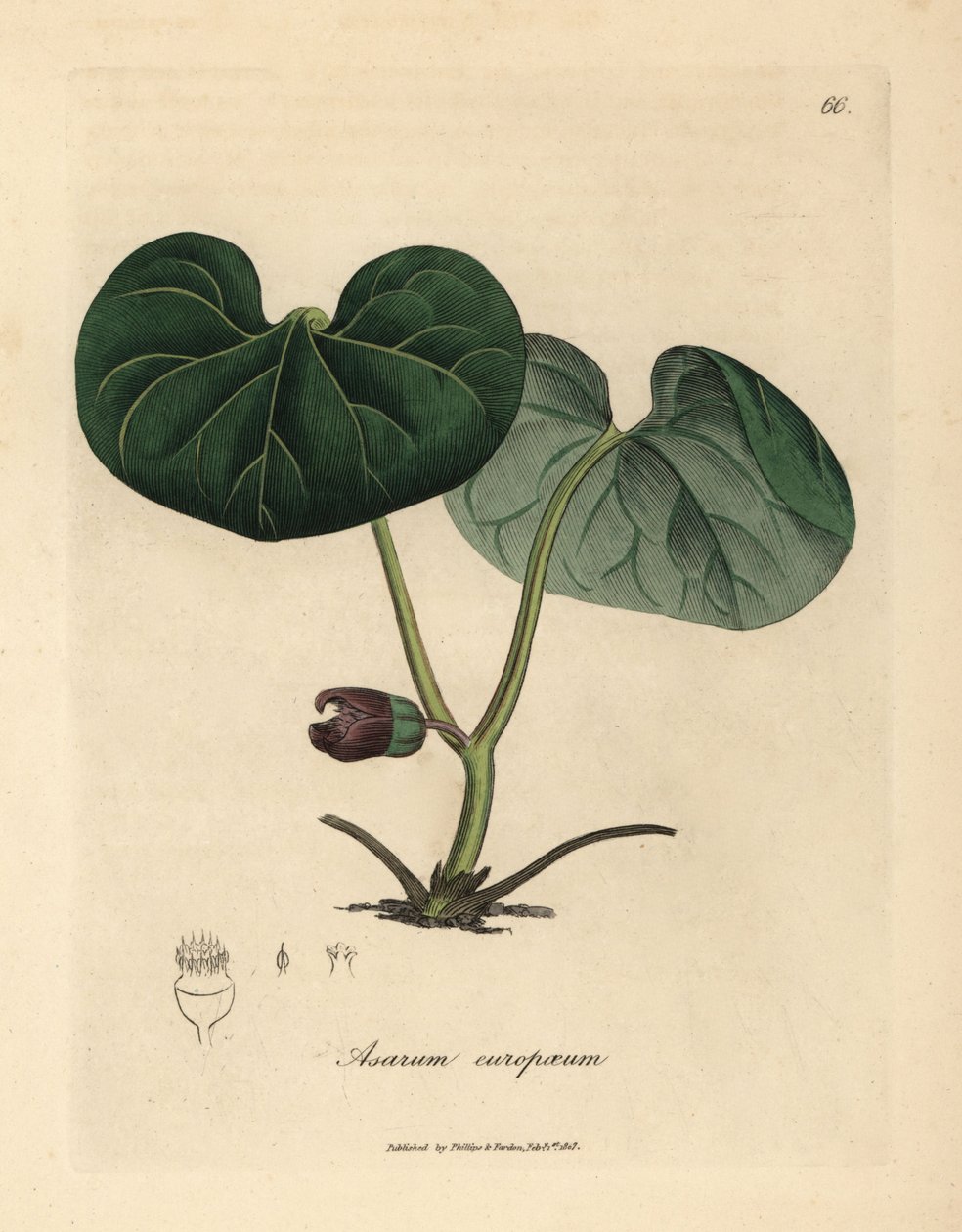 Mor çiçekli asarabacca veya yabani zencefil, Asarum europaeum by James Sowerby