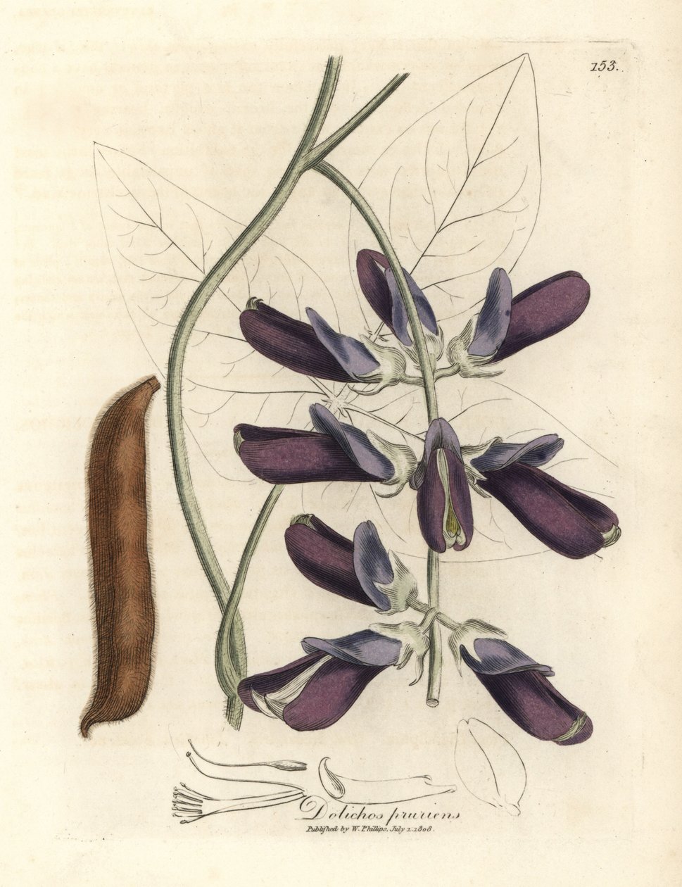 Mor çiçekli dana dolichos, Dolichos pruriens by James Sowerby