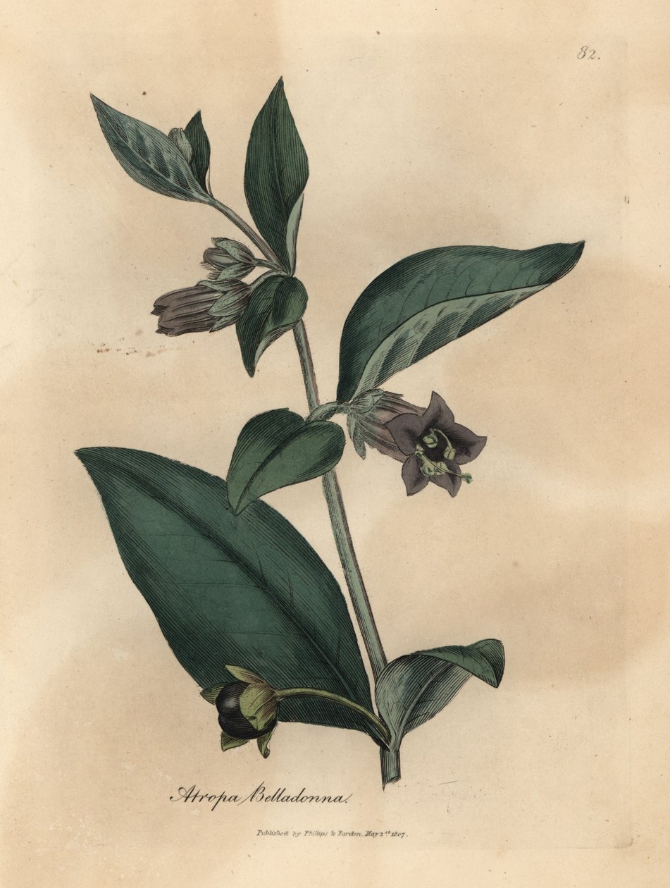 Mor çiçekli ölümcül itüzümü, Atropa belladonna by James Sowerby