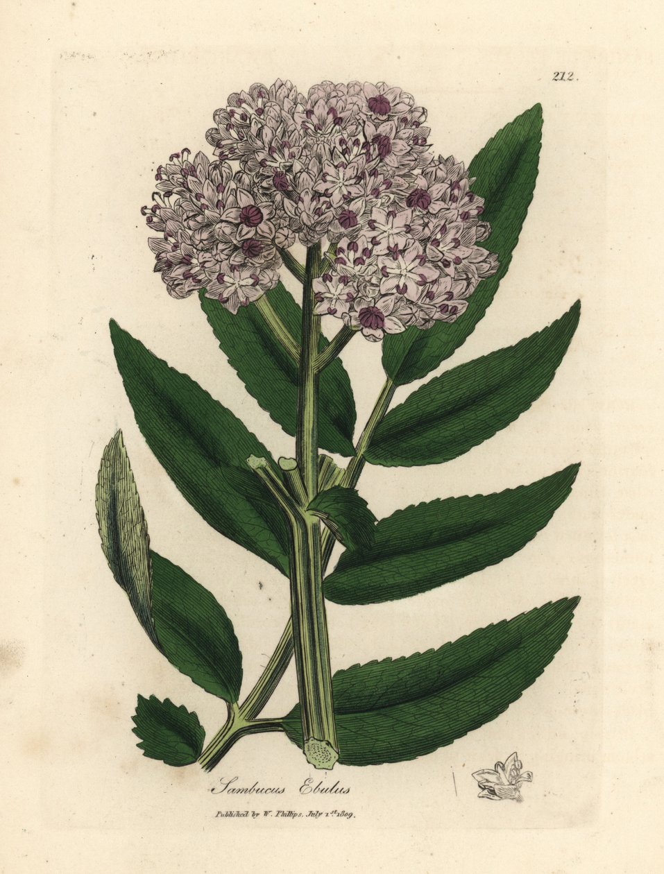 Mor çiçekli cüce mürver ağacı, Sambucus ebulus by James Sowerby