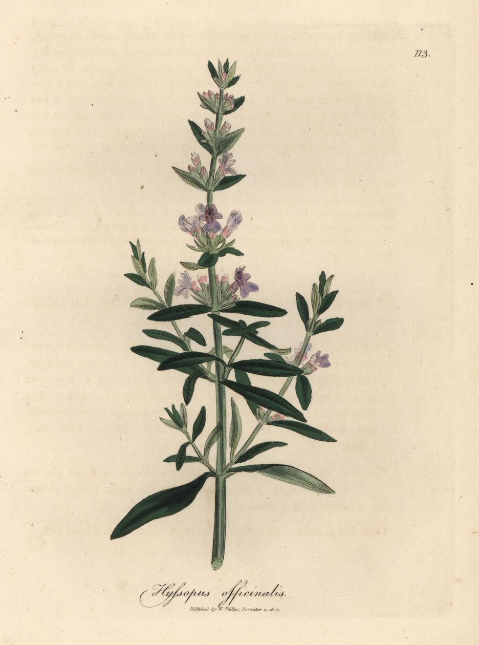 Mor çiçekli çördük, Hyssopus officinalis by James Sowerby