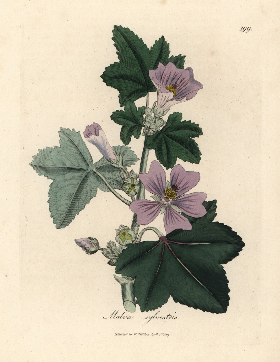 Mor çiçekli ebegümeci, Malva sylvestris by James Sowerby