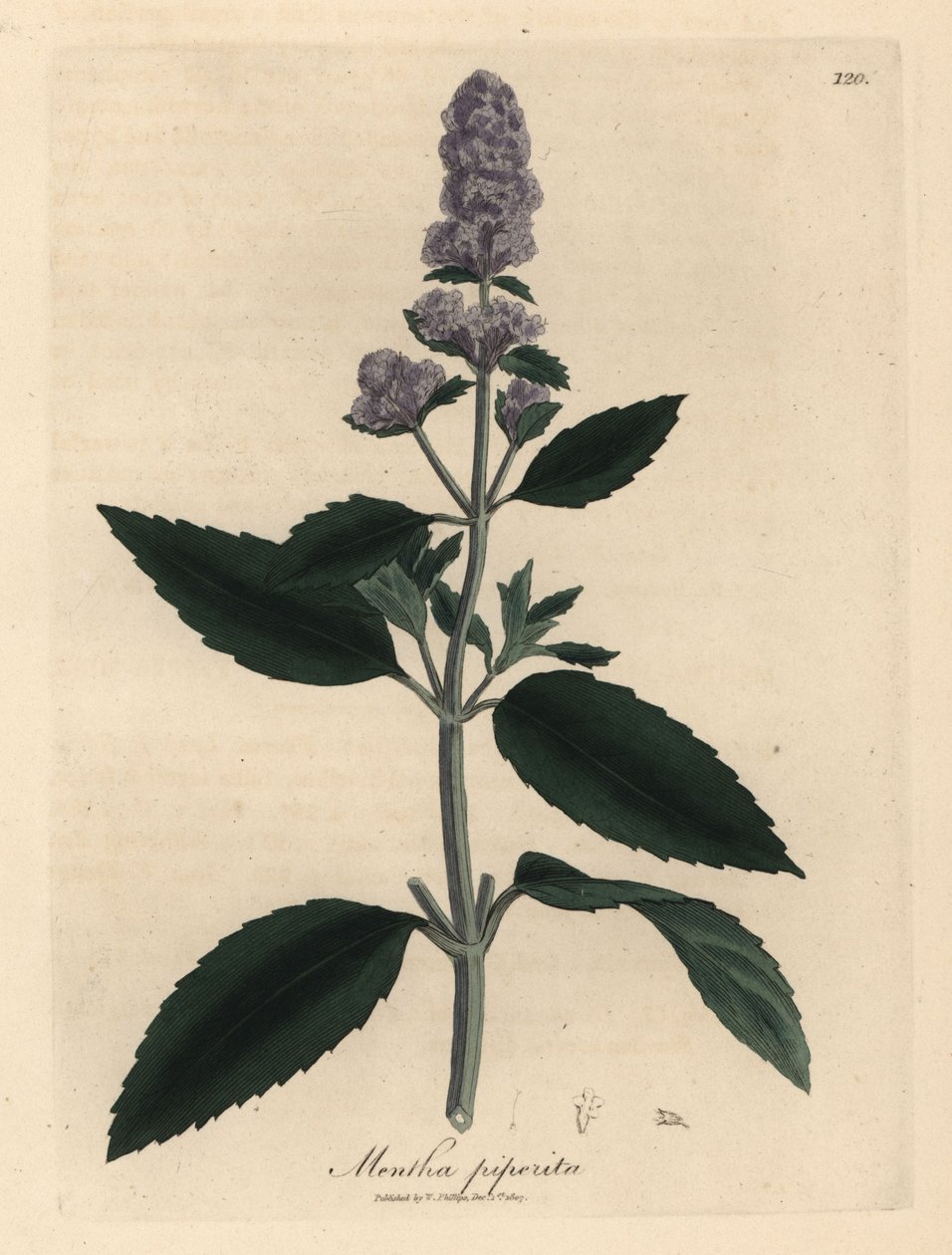 Mor çiçekli nane, Mentha piperita by James Sowerby