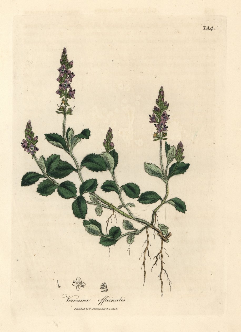 Mor çiçekli veronika, Veronica officinalis by James Sowerby