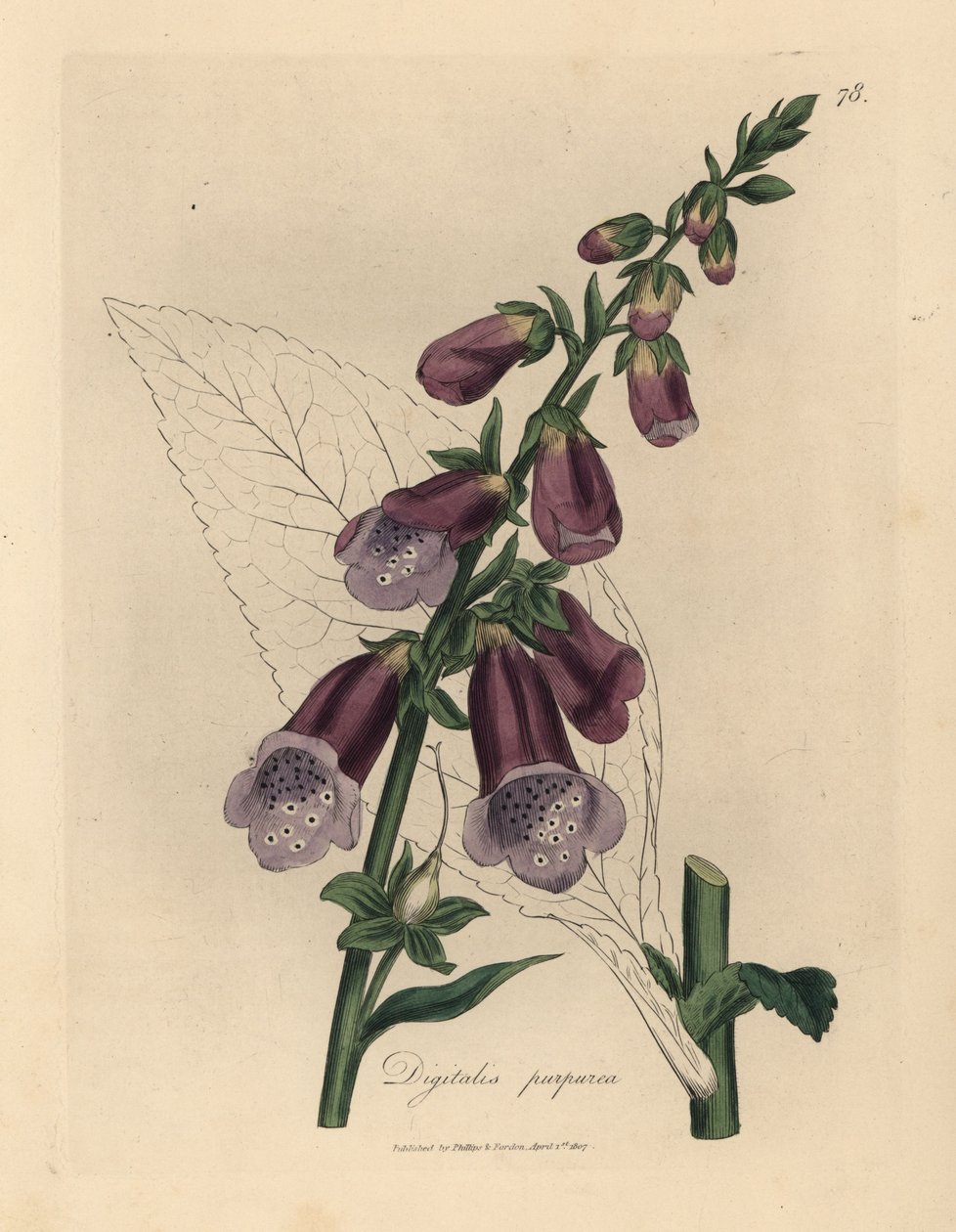 Mor yüksük otu, Digitalis purpurea by James Sowerby