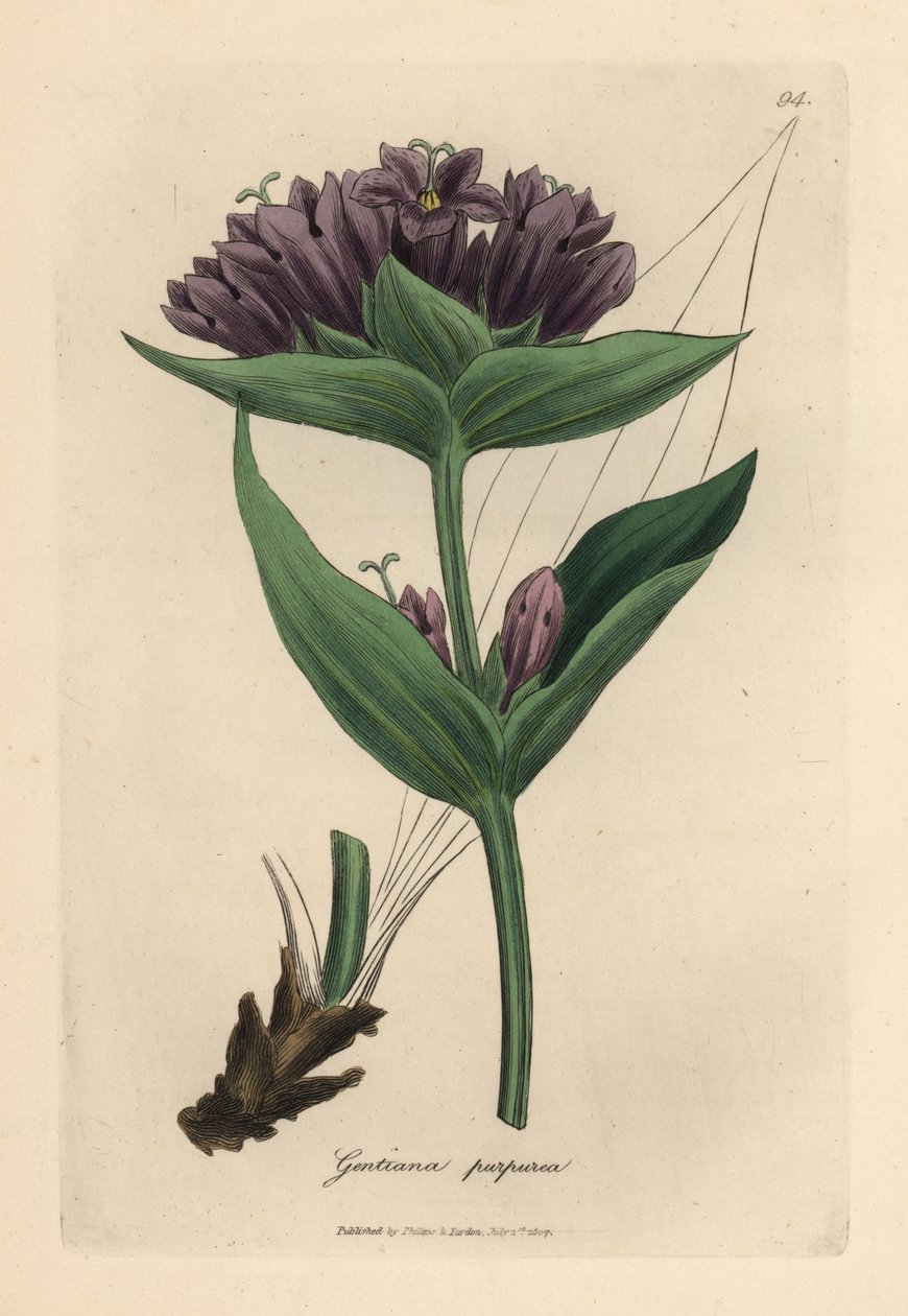 Mor yılan otu, Gentiana purpurea by James Sowerby