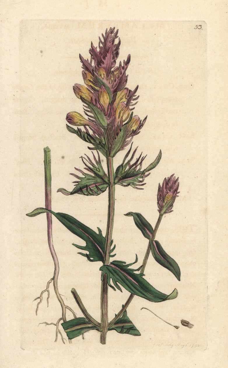 Mor veya tarla inek buğdayı, Melampyrum arvense James Smith's English Botany, Londra'dan James Sowerby tarafından yapılan bir çizimden sonra elle boyanmış bakır levha gravürü by James Sowerby