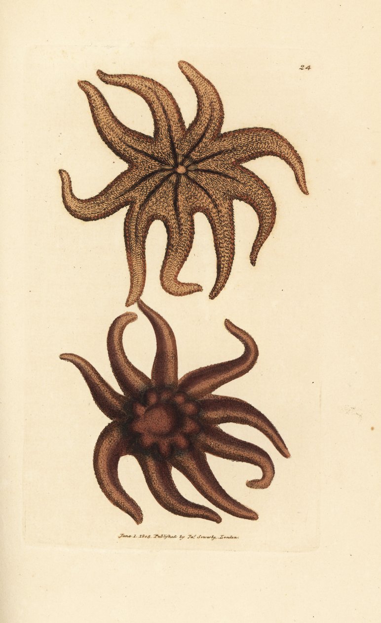 Mor güneş yıldızı, Solaster endeca (Dokuz ışınlı denizyıldızı, Asterias endeca). The British Miscellany'den James Sowerby tarafından elle boyanmış bakır levha gravürü veya yeni, nadir veya az bilinen hayvan konularının renkli figürleri. by James Sowerby