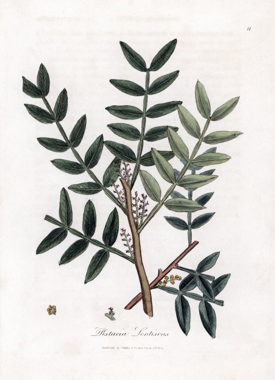 Macun ağacı veya lentiscus fıstık - Macun ağacı, Pistacia lentiscus. William Woodville'den James Sowerby ve Sir William Jackson Hooker'ın “” Medical Botany,” John Bohn, Londra'dan yaptığı bir botanik illüstrasyondan elle boyanmış bakır levha gr by James Sowerby
