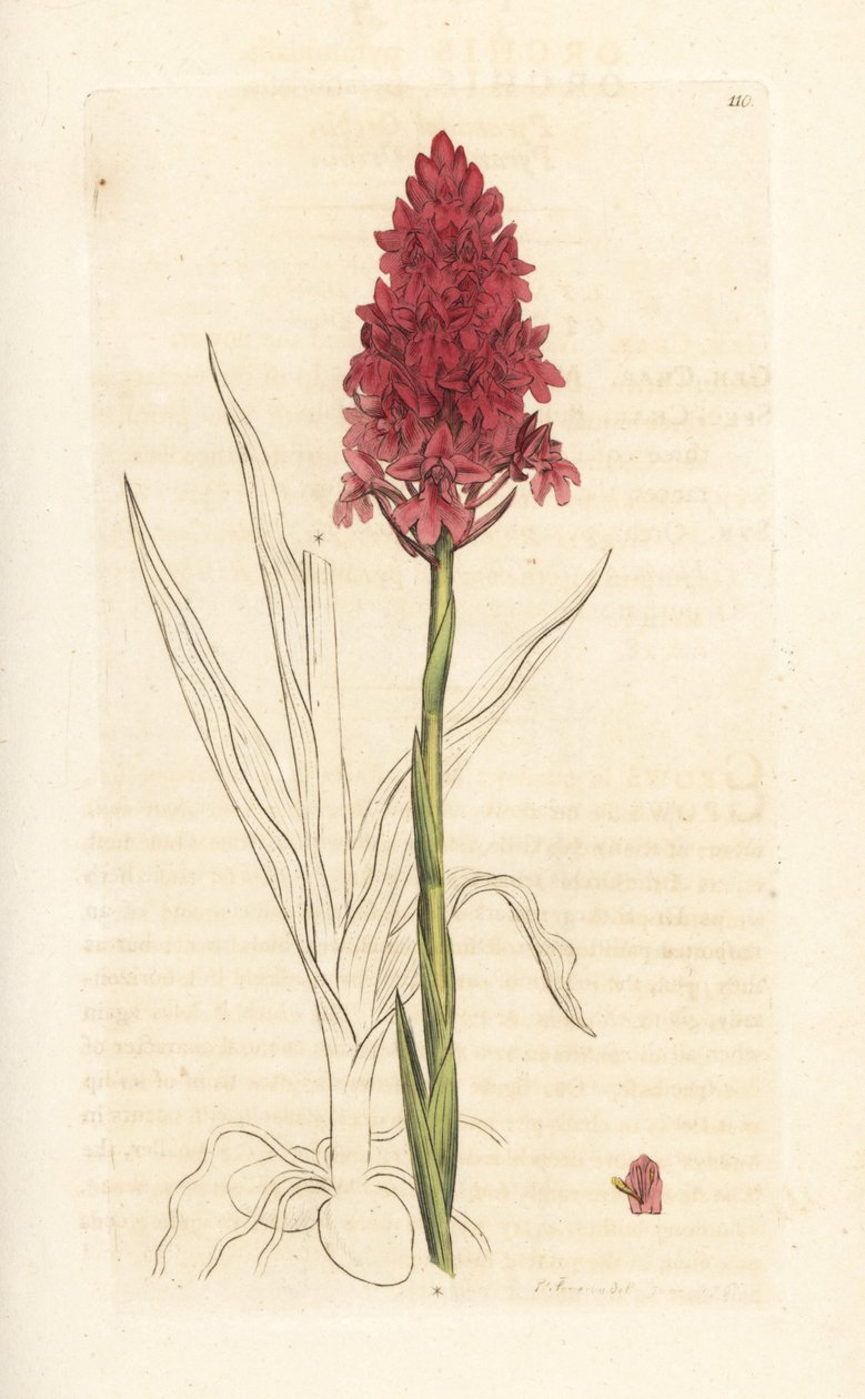 Piramidal orkide, Anacamptis pyramidalis (Pyramidal orchis, Orchis pyramidalis). James Smith's English Botany, Londra'dan James Sowerby tarafından yapılan bir illüstrasyondan sonra elle boyanmış bakır levha gravürü by James Sowerby