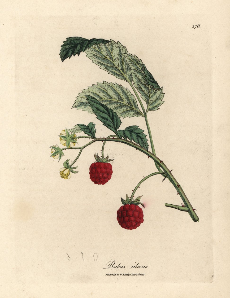 Olgun meyve ve sarı çiçekler, Rubus idaeus ile ahududu çalı by James Sowerby