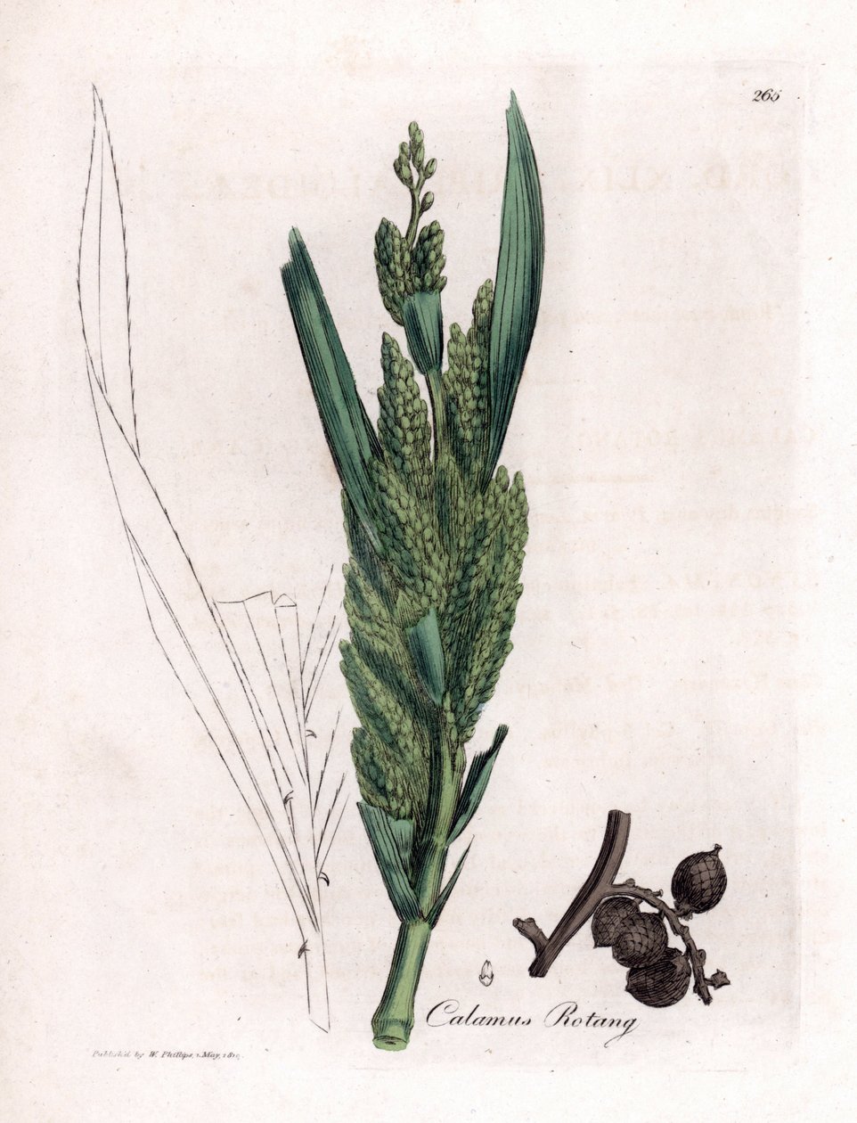 Rattan Palmiye - Döner kamışı, Hint kamışı döner. William Woodville'den James Sowerby ve Sir William Jackson Hooker'ın “” Medical Botany,” John Bohn, Londra'dan yaptığı bir botanik illüstrasyondan elde boyanmış bakır levha gravürü by James Sowerby