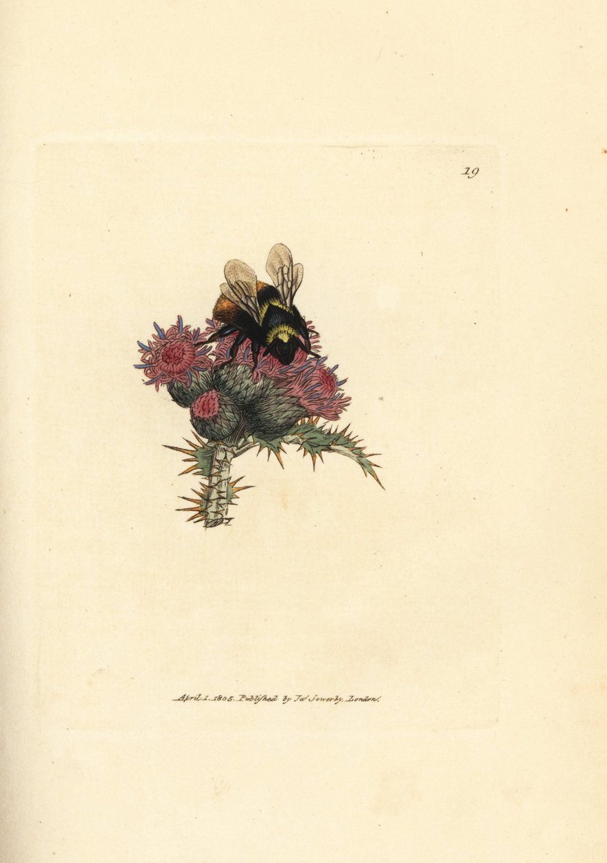 Kırmızı kuyruklu yaban arısı, bir devedikeni üzerinde Bombus lapidarius (Apis flavicollis). The British Miscellany'den James Sowerby tarafından elle boyanmış bakır levha gravürü veya yeni, nadir veya az bilinen hayvan konularının renkli figürleri. by James Sowerby
