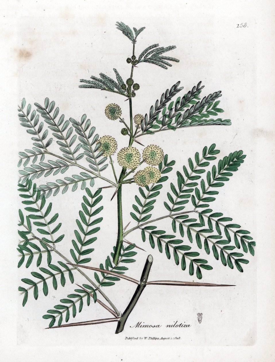Kırmızı Sakız - Arap sakızı ağacı, Acacia nilotica. William Woodville'den James Sowerby ve Sir William Jackson Hooker'ın "" Medical Botany"," John Bohn, Londra'dan yaptığı bir botanik illüstrasyondan elle boyanmış bakır levh by James Sowerby