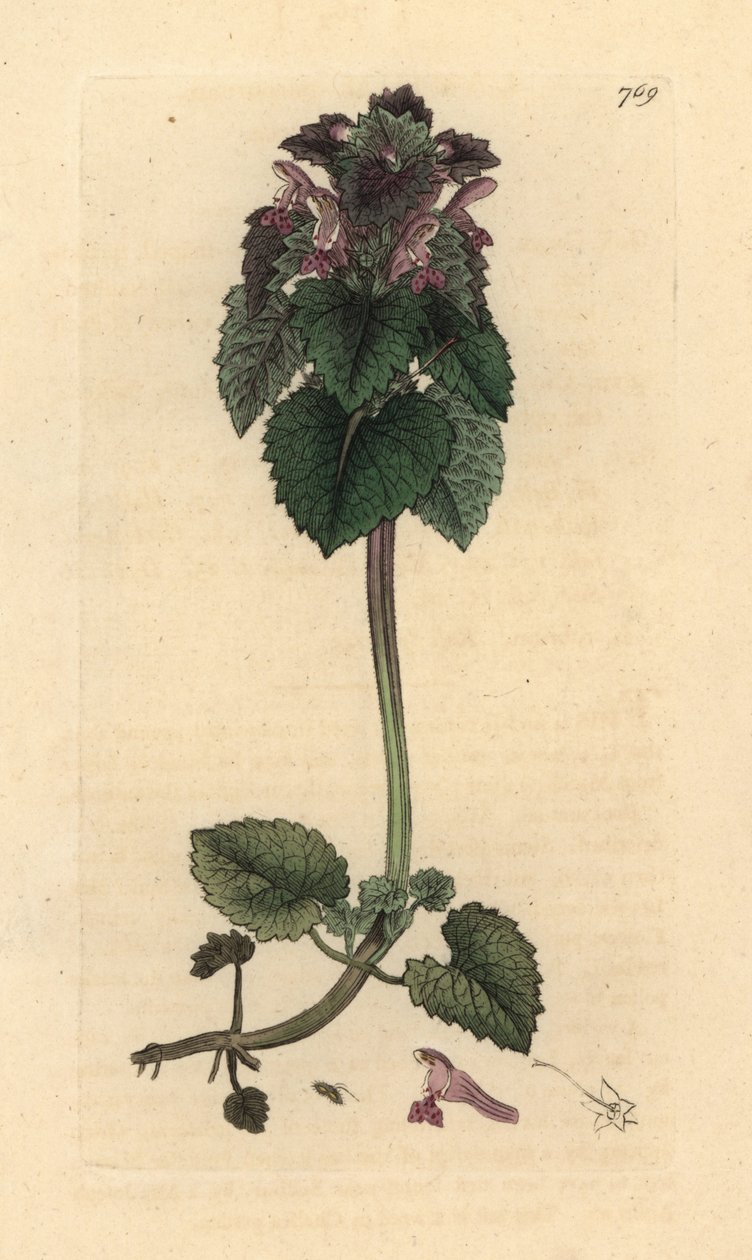 Kırmızı ısırgan otu, Lamium purpureum James Smith'in İngiliz Botaniği için James Sowerby tarafından yapılmış bir çizimden sonra elle boyanmış bakır levha gravürü by James Sowerby