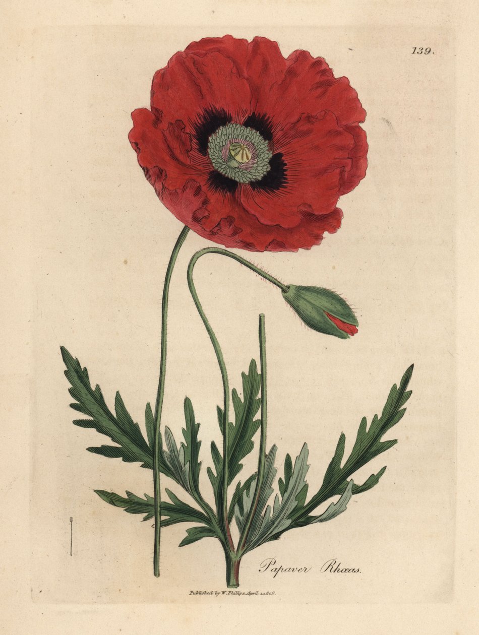Kırmızı veya mısır haşhaşı, Papaver rhoeas by James Sowerby