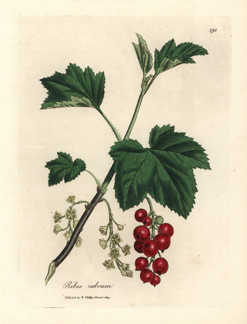 Frenk üzümü ağacı, Ribes rubrum by James Sowerby