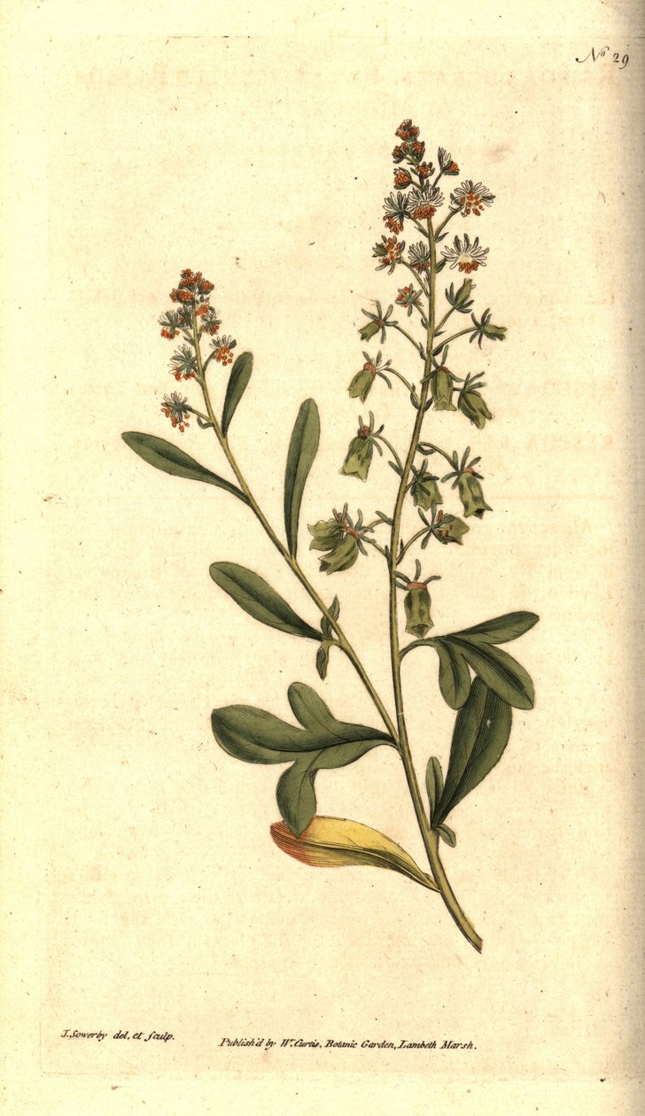 Reseda odorant - Tatlı kokulu reseda veya mignonette, Reseda odorata. William Curtis'in The Botanical Magazine'den James Sowerby'nin el boyaması bakır levha gravürü ve botanik çizimi, Lambeth Marsh, Londra by James Sowerby