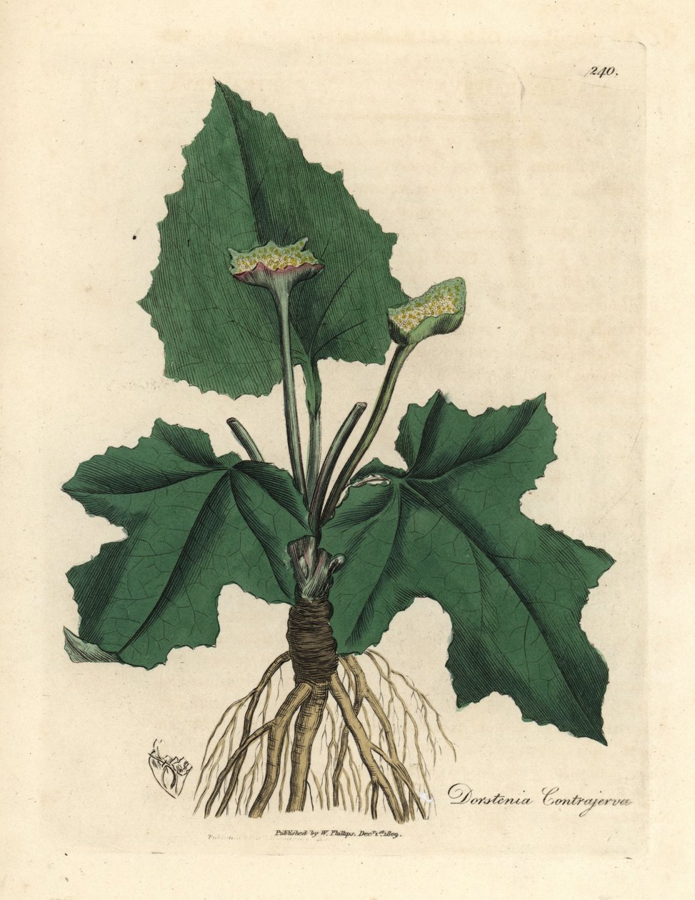 Contrayerva Dorstenia contrajerva'nın kökleri, rizomları, yaprakları ve çiçekleri by James Sowerby