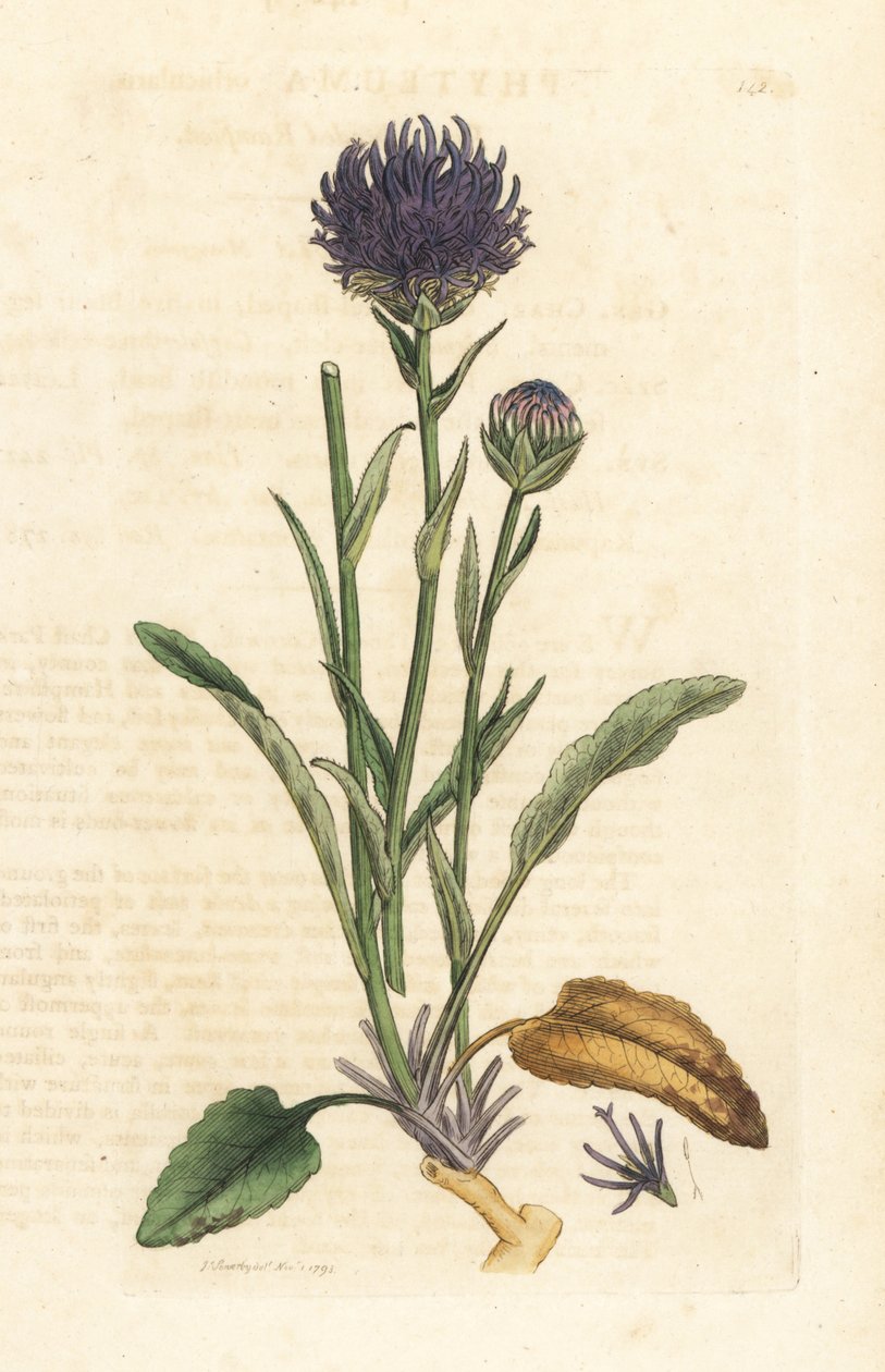 Yuvarlak başlı rampa, Phyteuma orbiculare (Phyteuma orbicularis) (Orbicular Rapunzel) James Sowerby tarafından James Smith's English Botany, Londra'dan yapılan bir illüstrasyondan sonra elle boyanmış bakır levha gravürü by James Sowerby