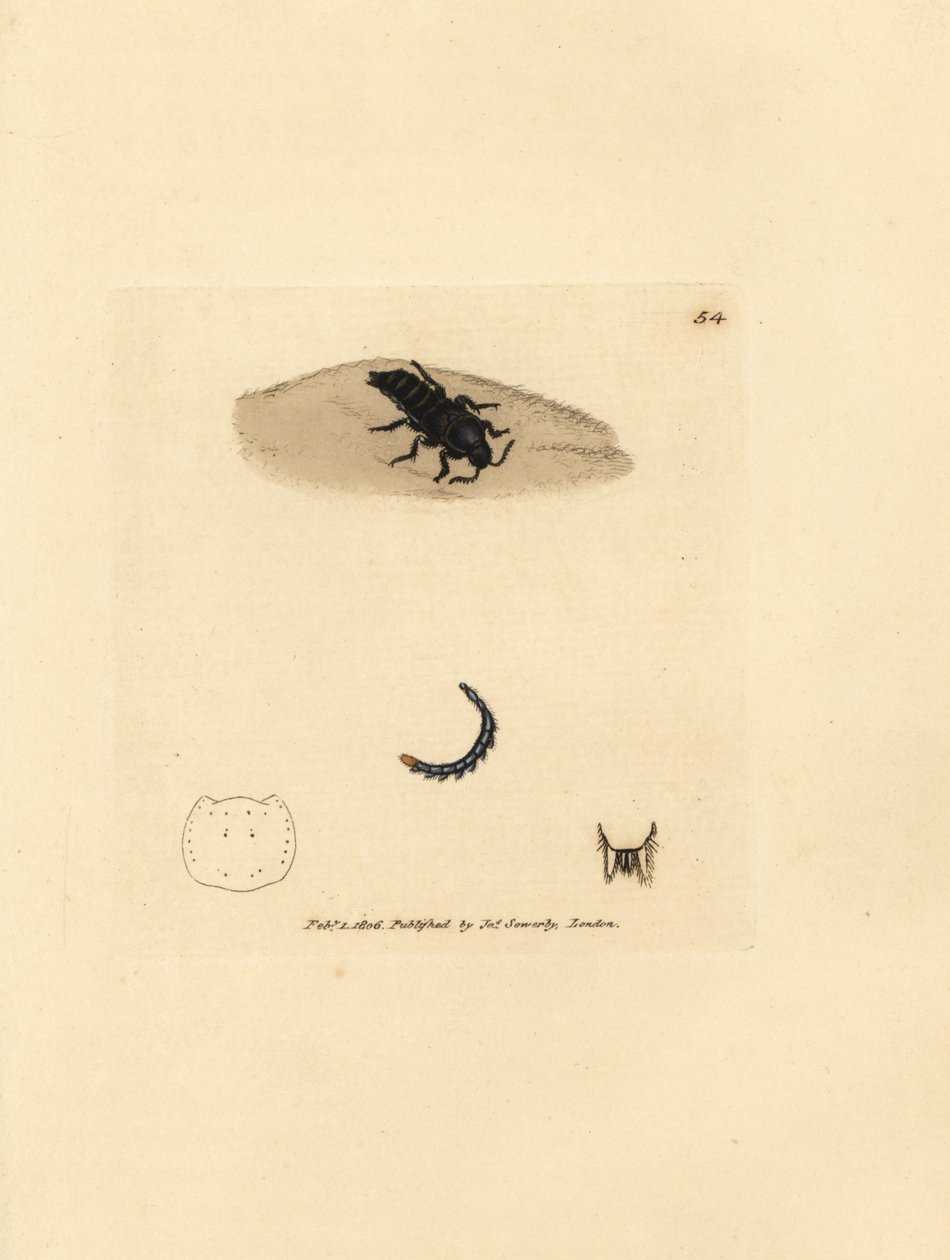 Rove böceği, Velleius dilatatus (Tırtıklı boynuzlu Staphylinus, Staphylinus concolor). The British Miscellany'den James Sowerby'nin El Boyalı Bakır Levha Gravürü veya Yeni, Nadir veya Az Bilinen Hayvan Konularının Renkli Figürleri. by James Sowerby