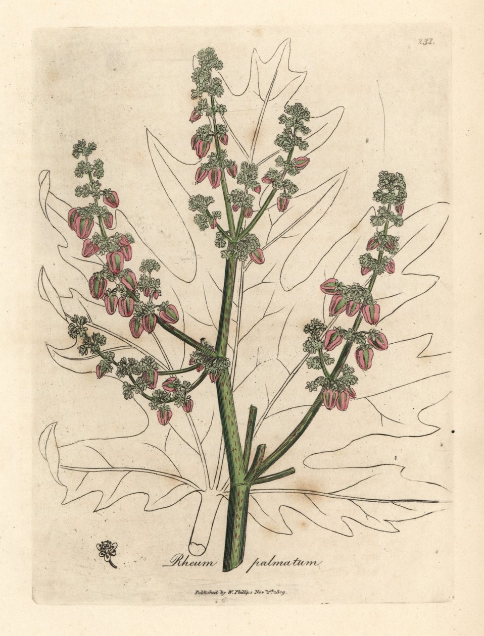 Rubarb çiçekleri ve sapı, yaprak ana hatları, Rheum palmatum by James Sowerby
