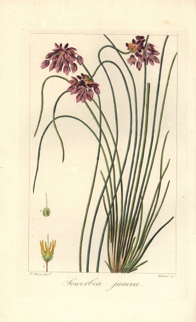 Rush lily, Sowerbaea juncea, Avustralya'ya özgü. Adını botanik sanatçısı James Sowerby'den almıştır. Mordant de Launay'ın “Herbier General de l'Amateur” Aud adlı eserinden Pancrace Bessa'nın botanik illüstrasyonundan Barrois tarafından  by James Sowerby