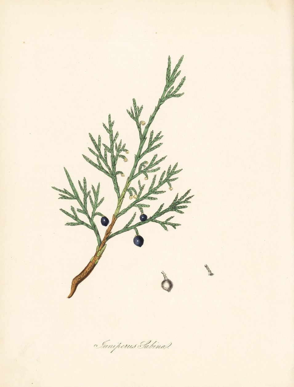 Sabine ardıç - Ortak savin veya ardıç savin, Juniperus sabina. William Woodville'den James Sowerby tarafından yapılan bir illüstrasyondan ve Sir William Jackson Hooker'ın “Medical Botany” adlı eserinden alınmıştır.” by James Sowerby