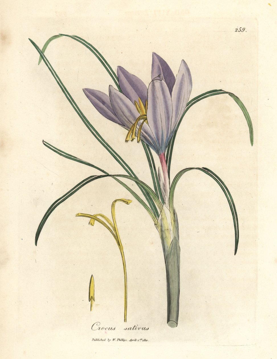 Safran çiğdem, Crocus sativus by James Sowerby
