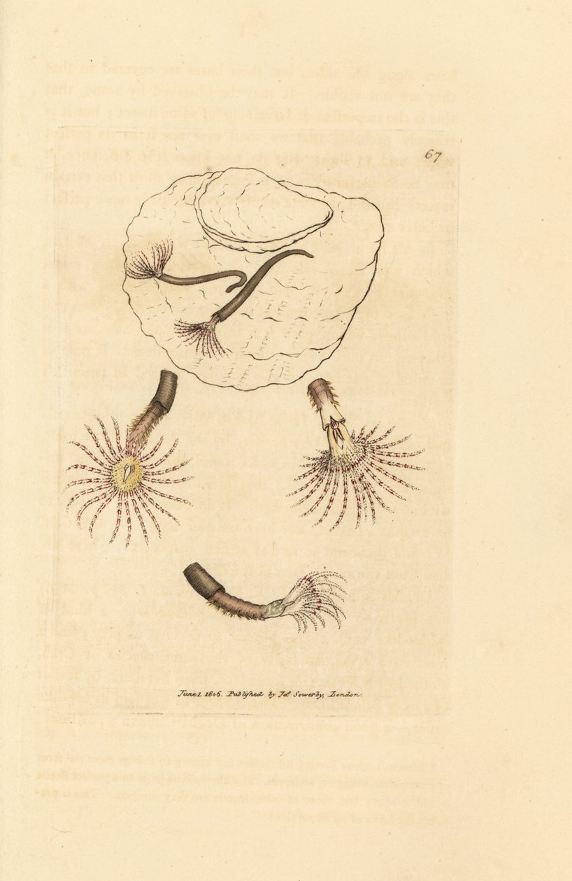 Kızıl duyargalı kum solucanı, Amphitrite rosea. The British Miscellany'den James Sowerby tarafından elle boyanmış bakır levha gravürü veya yeni, nadir veya az bilinen hayvan konularının renkli figürleri. by James Sowerby