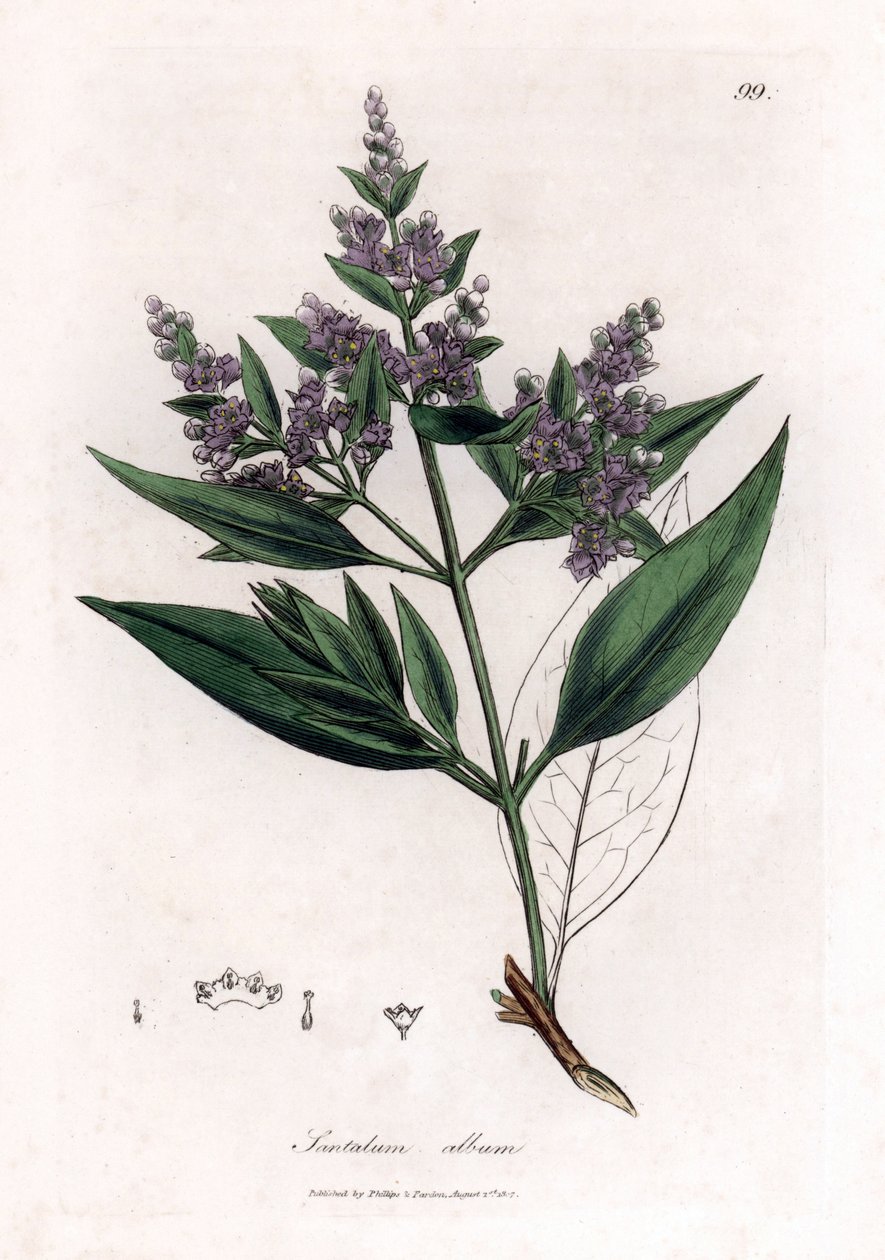 Sandal ağacı - Hint sandal ağacı, Santalum albümü. Hassas. William Woodville'den James Sowerby ve Sir William Jackson Hooker'ın “” Medical Botany,” John Bohn, Londra'dan yaptığı bir botanik illüstrasyondan elde boyanmış bakır levha gravürü by James Sowerby