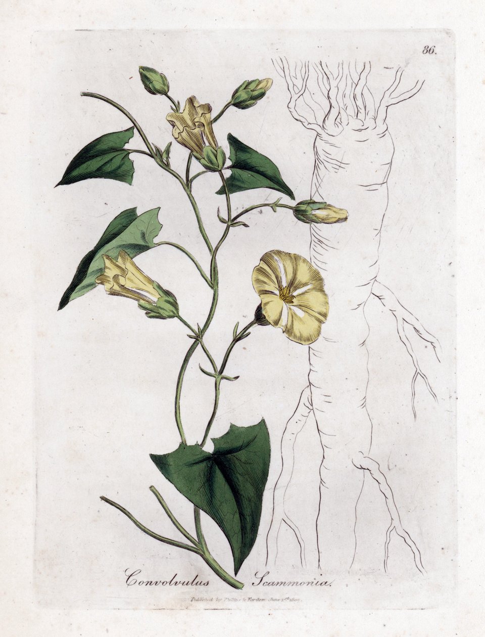 Scamonee - Scammony gündüzsefası, Convolvulus scammonia. William Woodville'den James Sowerby ve Sir William Jackson Hooker'ın “” Medical Botany,” John Bohn, Londra'dan yaptığı bir botanik illüstrasyondan elle boyanmış bakır levha gravürü by James Sowerby