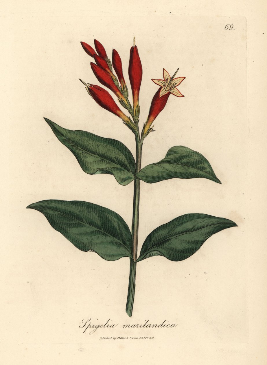 Kızıl çiçekli Hint pembesi, Spigelia marilandica by James Sowerby