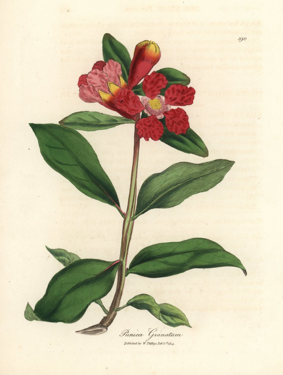 Kızıl çiçekli nar ağacı, Punica granatum by James Sowerby