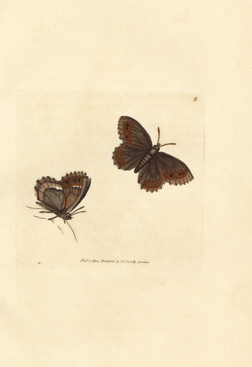 İskoç Argus kelebeği, Erebia aethiops (Papilio blandina). The British Miscellany'den James Sowerby'nin El Boyalı Bakır Levha Gravürü veya Yeni, Nadir veya Az Bilinen Hayvan Konularının Renkli Figürleri. by James Sowerby