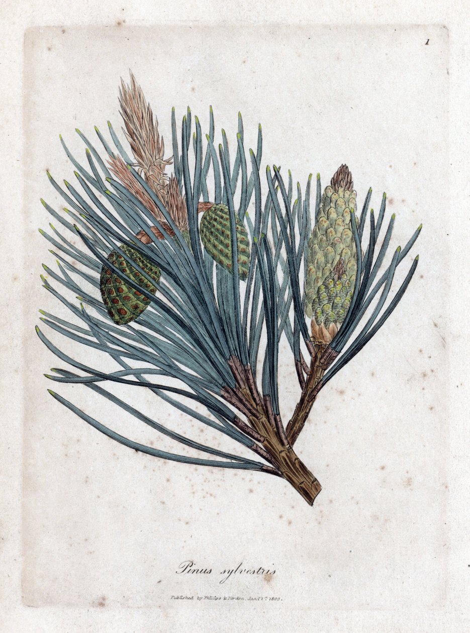 Sarıçam - Sarıçam veya Sarıçam, Pinus sylvestris. William Woodville'den James Sowerby ve Sir William Jackson Hooker'ın "" Medical Botany"," John Bohn, Londra'dan yaptığı bir botanik illüstrasyondan elle boyanmış bakır levha  by James Sowerby
