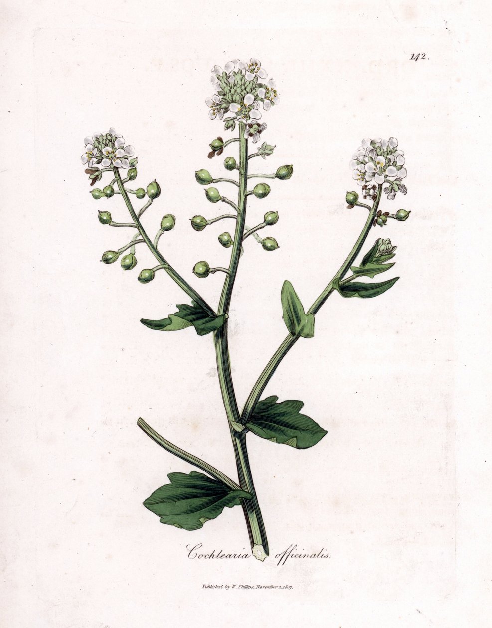 İskorbüt otu, Cochlearia officinalis. William Woodville'den James Sowerby ve Sir William Jackson Hooker'ın "" Medical Botany"," John Bohn, Londra'dan yaptığı bir botanik illüstrasyondan elle boyanmış bakır levha gravürü by James Sowerby