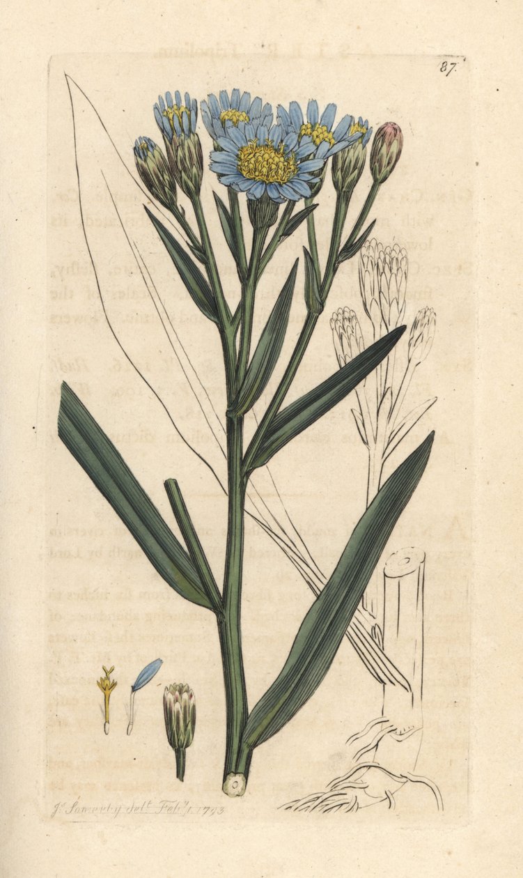 Deniz dalyası, Tripolium pannonicum subsp. tripolium (Sea starwort, Aster tripolium) (Aster maritime) James Smith's English Botany, Londra'dan James Sowerby tarafından yapılmış bir illüstrasyondan sonra elle boyanmış bakır levha gravürü by James Sowerby