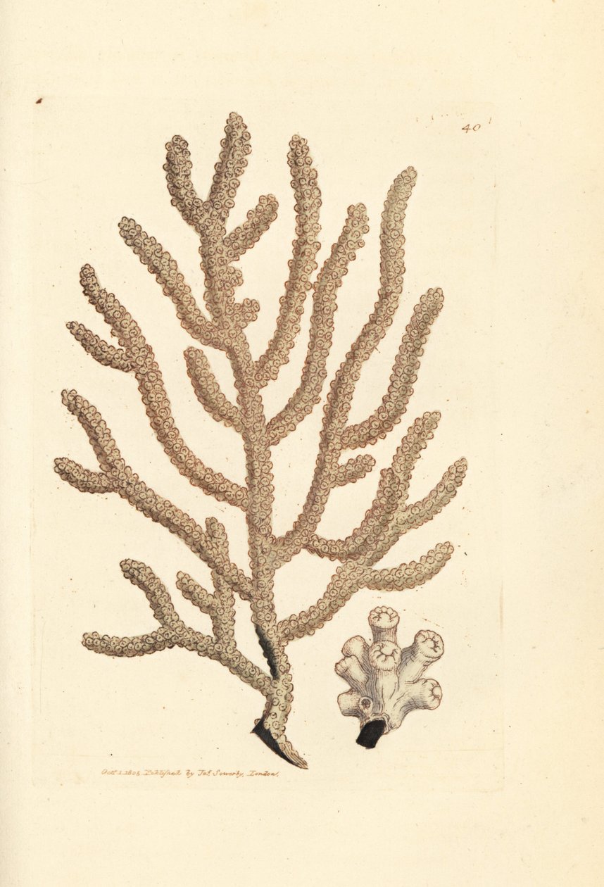 Deniz yelpazesi, Gorgonia türleri (Slender gorgonia, Gorgonia viminalis?). The British Miscellany'den James Sowerby'nin El Boyalı Bakır Levha Gravürü veya Yeni, Nadir veya Az Bilinen Hayvan Konularının Renkli Figürleri. by James Sowerby